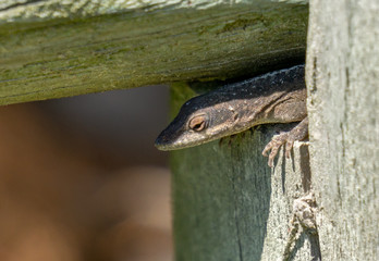 green anole peeks out from a hole in wooden fence. ready to pounce on any unsuspecting insects.