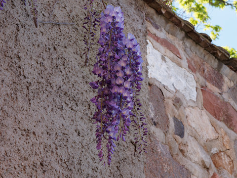 Chinese wisteria (Wisteria sinensis) a delightful woody vine valued for its drooping clusters of fragrant, violet-blue blooming in spring