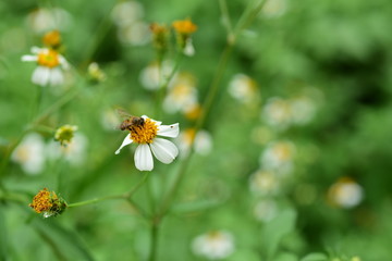 Obraz premium Colorful flowers in the garden,flower blooming. 