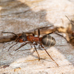 Macro of a single orange translucent ant on gray ground. Shallow depth of field