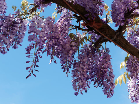 Wisteria sinensis | Chinese wisteria, decorative climbing plant with blue and violet grapes or pendulous raceme of flowers, deep green and brown pinnately leaves
