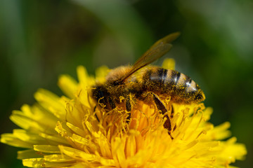 Bee working on yellow dandelion.