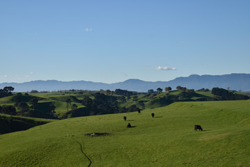 Fototapeta na wymiar Cows on the meadow in New Zealand