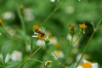 Flowers and small bees Beauty in nature