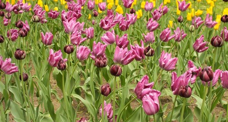 Fresh lilac tulips blooming in the garden.Beautiful rare varietal purple tulip flowers background.Amazing tulip field in spring park.Luxury tulip flowers field.Selective focus.Banner.Flowers pattern