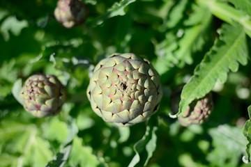 ripe artichoke organic in the vegetable garden outdoor during sunnyday