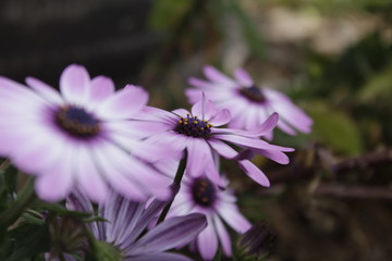 Las flores de la naturales 