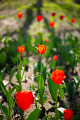 spring  tulip wood forest