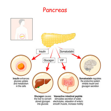Hormones of pancreas gland and human organs