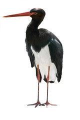 Black Stork isolated on a white background.