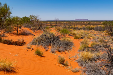 Australian outback landscape with Mount Conner in the background. Tree, bush, red sand on the desert.