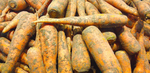 mountain of carrots. labeling on the counter. carrot with the ground.