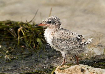 Obraz premium White-cheeked Tern chick at Busaiteen coast, Bahrain