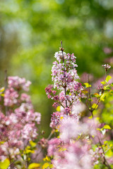 spring  tulip wood forest