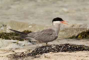 Closeup of White-cheeked Tern