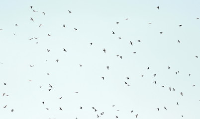 Flock of birds swallows background, Sand Martin, riparia riparia