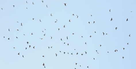 Flock of birds swallows background, Sand Martin, riparia riparia