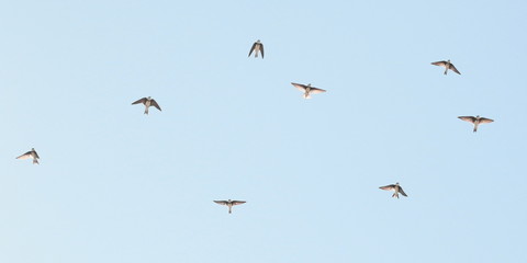 Flock of birds swallows background, Sand Martin, riparia riparia