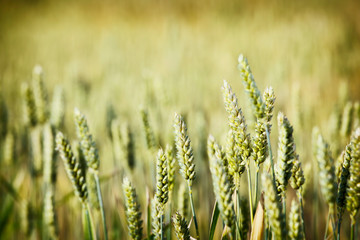 Wheat crops,close up 