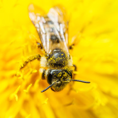 A bee on a yellow dandelion in macro.