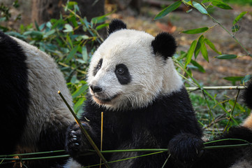 Fototapeta premium Cute giant panda bear eating bamboo