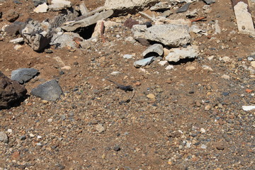 lizard