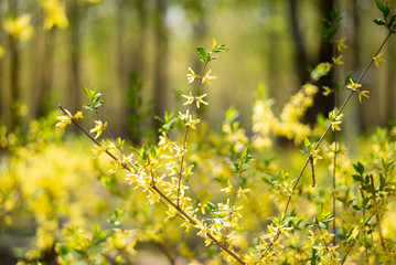 spring  tulip wood forest