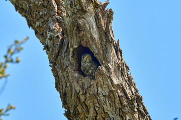 Eastern Bluebird (Sialia sialis) Chick sitting in mouth of hole in a tree. Texas