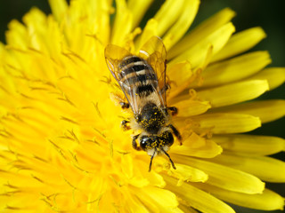 A bee on a yellow dandelion in macro.