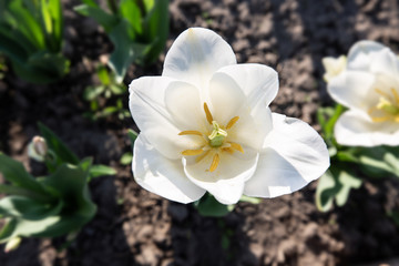 Obraz na płótnie Canvas top view of blooming tulip bud