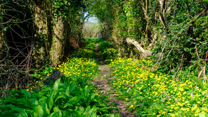 A Hampshire footpath in spring