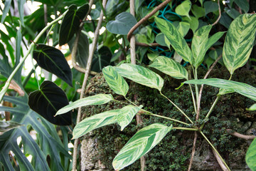 Ctenanthe lubbersiana variegata in the greenhouse