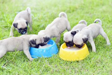 Cute puppies brown Pug eating goat milk in dog bowl