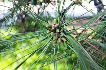 flowering fir cones in early spring
