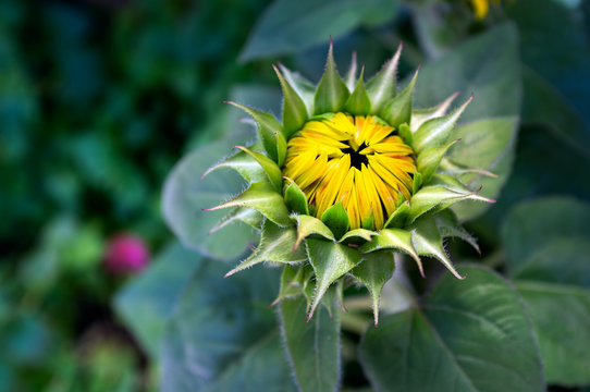 sunflower blooming in a nursery