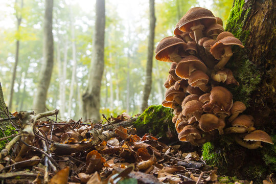 Mushrooms on tree trunk. Autumn landscape. Brown mushrooms