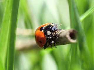 Ladybug in green grass macro photo.