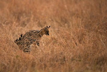 Serval Cat seraching food at Masai Mara