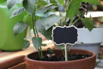 plant in a pot. Big pepper seedlings in a pot. copy space