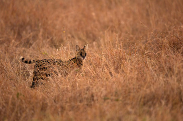 Serval Wild Cat in the Mara grassland
