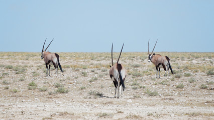 Fototapeta premium Group of gemsboks in Etosha National Park, Namibia