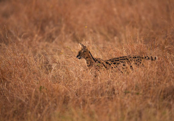 Obraz na płótnie Canvas Serval Wild Cat in the grasses of Masai Mara