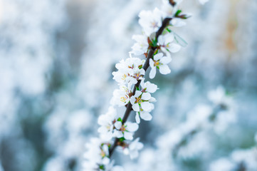 Blooming cherry branch in blue green tones. Spring trees.