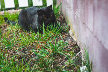 A black cat carefully watches the actions of a small field mouse in the grass on the ground.