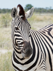 Close-up of a zebra in Etosha National Park, Namibia