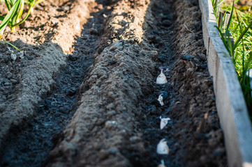 A row of garlic planted in the ground in moist fertilized soil on a home garden.