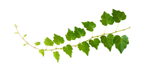 Closeup of waved ivy twig with small green leaves