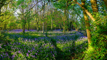 Evening sunlight on bluebells in the woods near Hambledon, Hampshire, UK