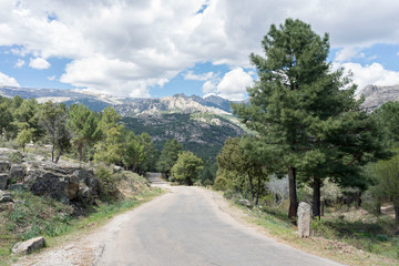 pine on the road in the mountains