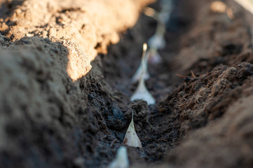 A row of garlic planted in the ground in moist fertilized soil on a home garden.